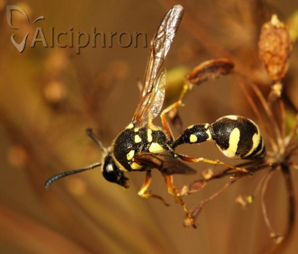 Eumenes sareptanus