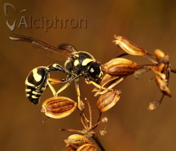 Eumenes sareptanus