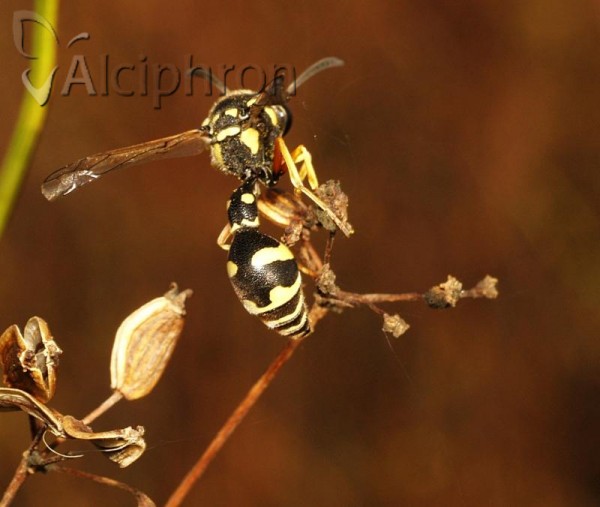 Eumenes sareptanus