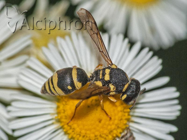 Antepipona deflenda