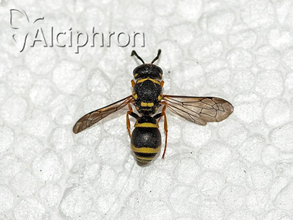 Antepipona deflenda