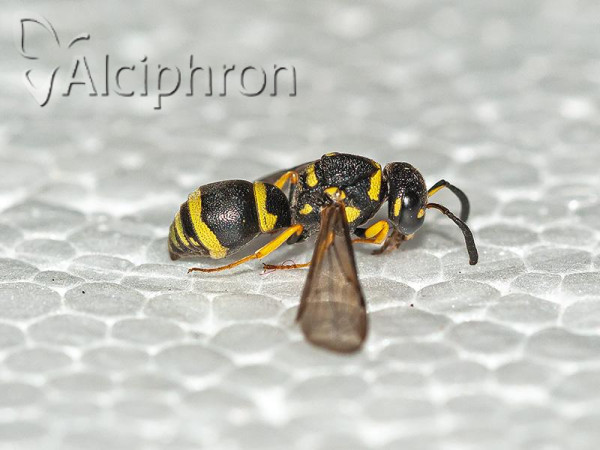 Antepipona deflenda