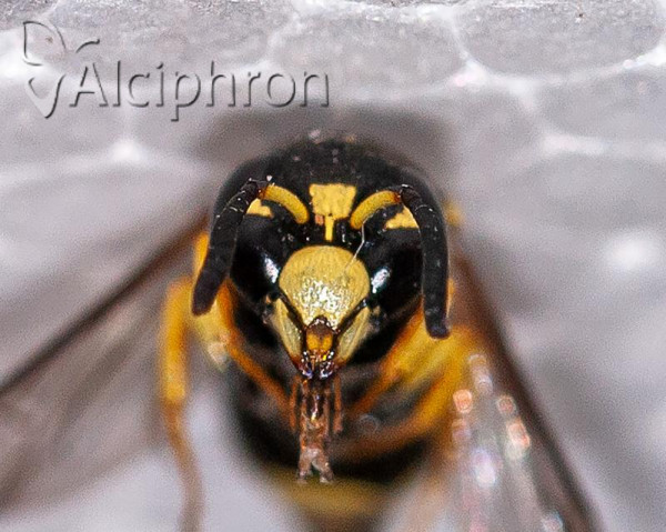 Antepipona deflenda