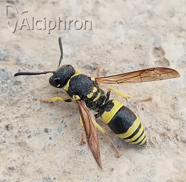 Ancistrocerus gazella
