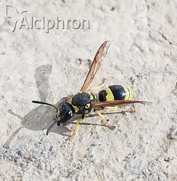 Ancistrocerus gazella