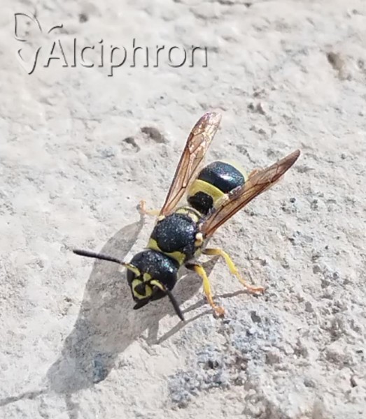 Ancistrocerus gazella