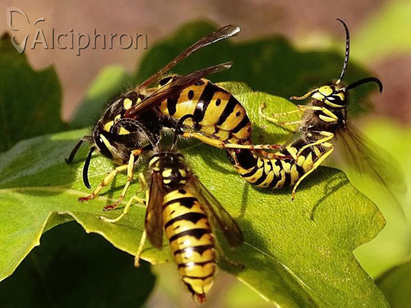 Vespula germanica