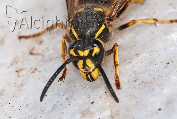 Vespula vulgaris