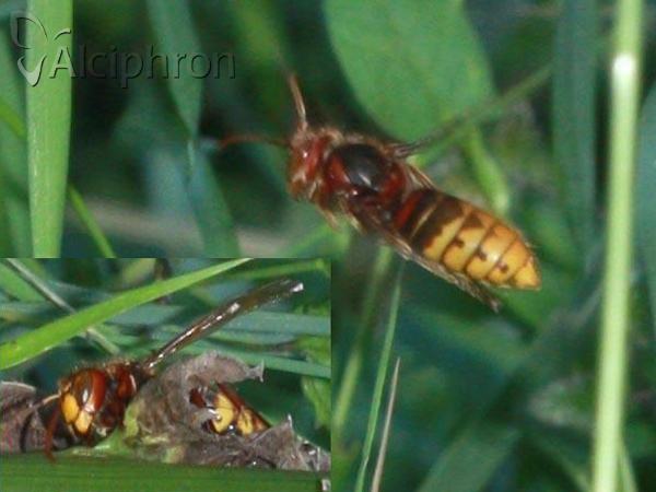 Vespa crabro