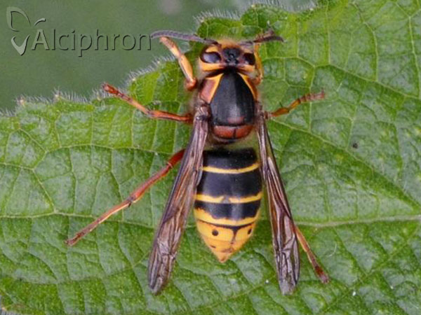 Dolichovespula media