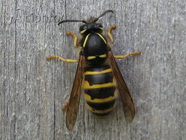 Dolichovespula saxonica