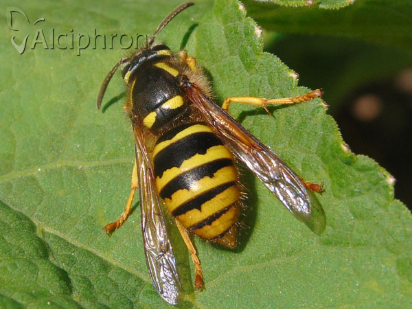 Dolichovespula sylvestris