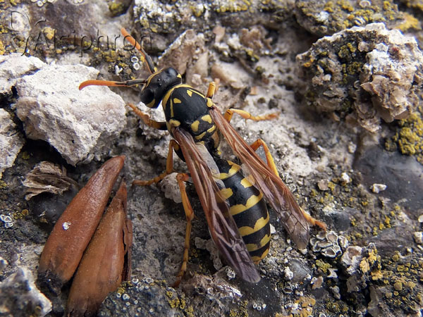 Polistes associus