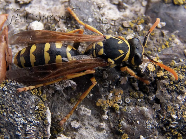Polistes associus