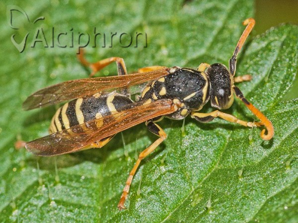 Polistes bischoffi