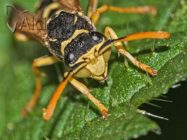 Polistes bischoffi