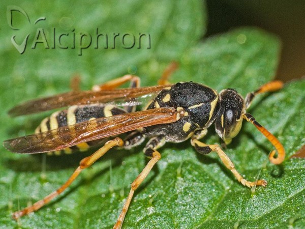 Polistes bischoffi