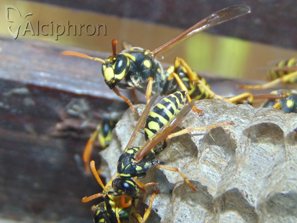 Polistes dominula