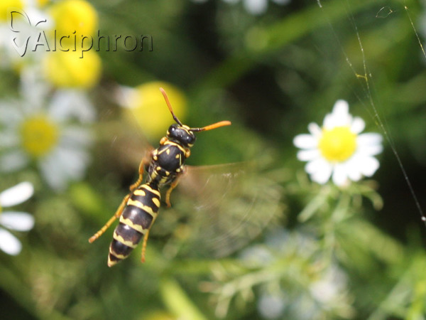 Polistes dominula
