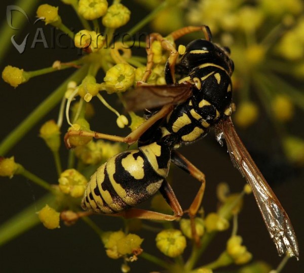 Polistes dominula
