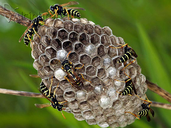Polistes gallicus