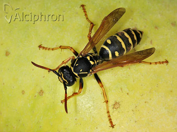 Polistes nimpha