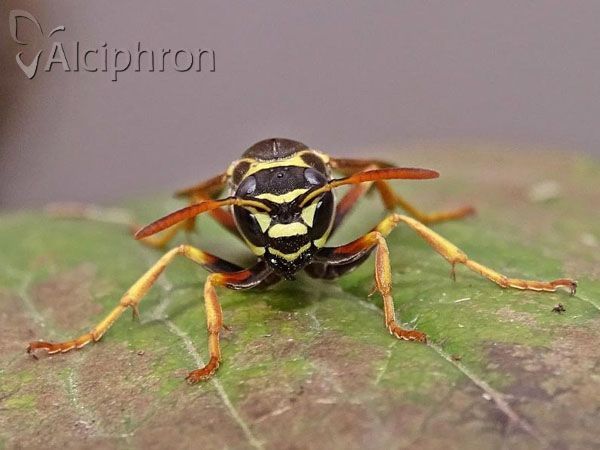 Polistes nimpha