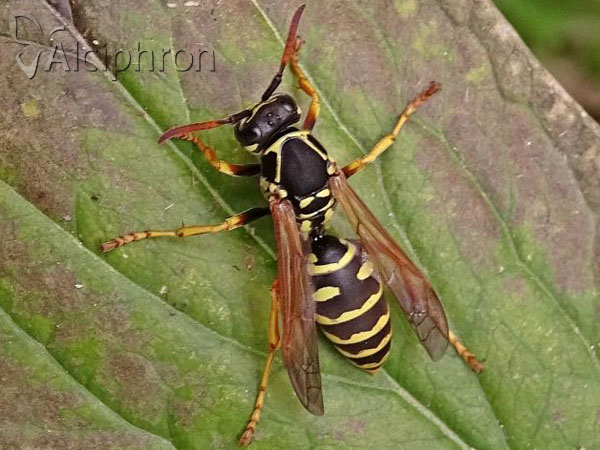 Polistes nimpha