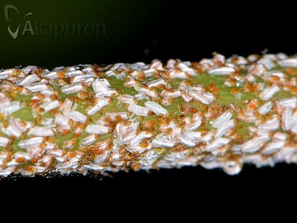 Unaspis euonymi