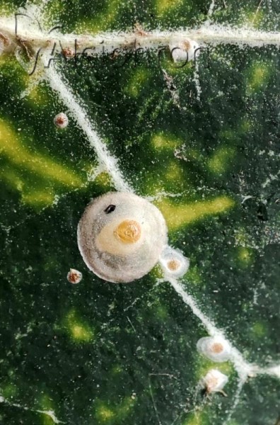 Aspidiotus hedericola