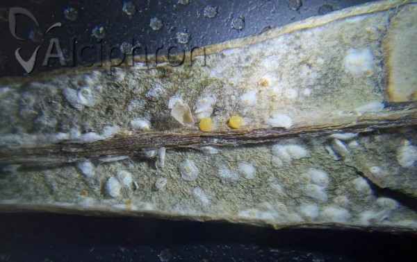Aspidiotus nerii