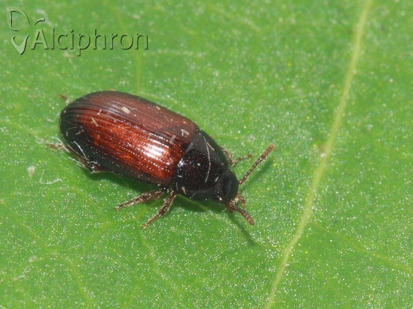 Agyrtes castaneus
