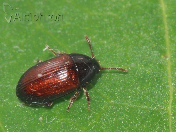 Agyrtes castaneus