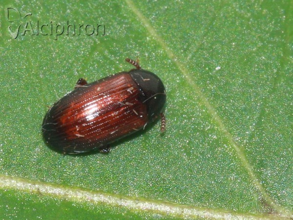 Agyrtes castaneus
