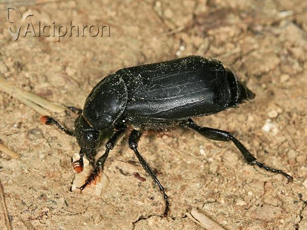 Nicrophorus humator