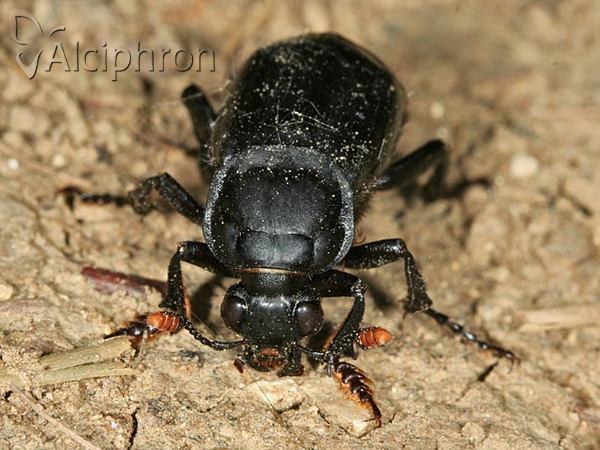 Nicrophorus humator
