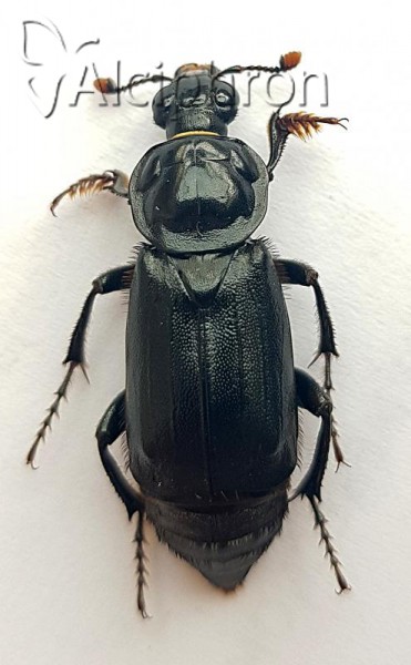 Nicrophorus humator