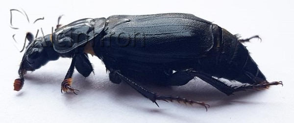 Nicrophorus humator