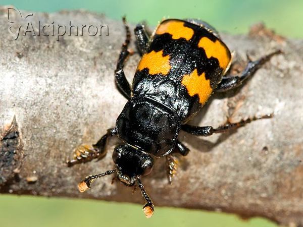 Nicrophorus interruptus