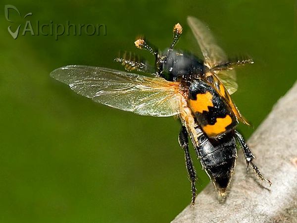 Nicrophorus interruptus