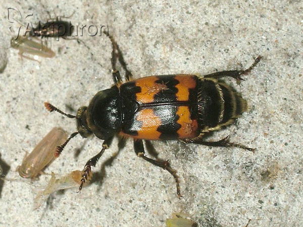 Nicrophorus investigator