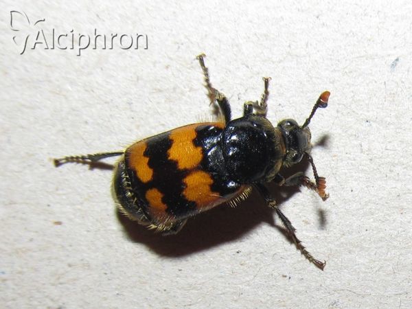 Nicrophorus investigator