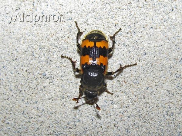 Nicrophorus vespillo