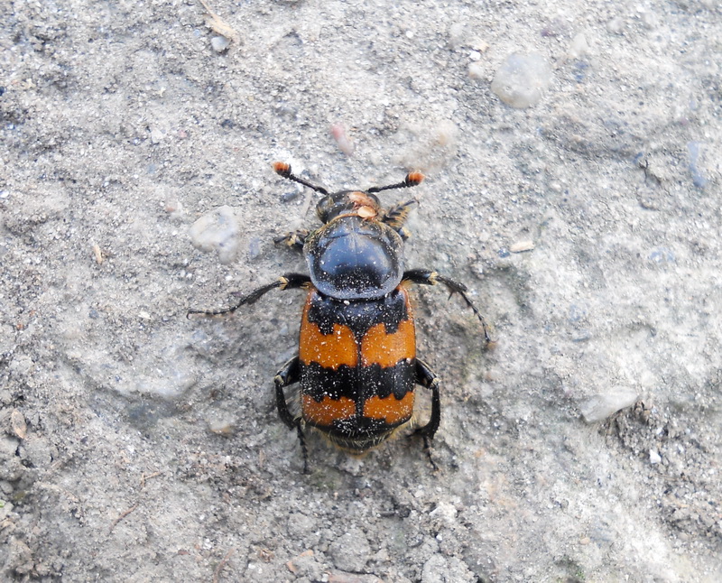 Nicrophorus vespillo