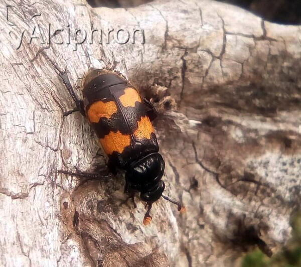 Nicrophorus vespillo