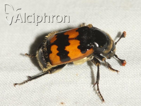 Nicrophorus vespillo
