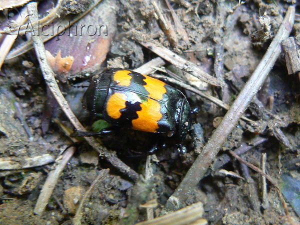 Nicrophorus vespilloides