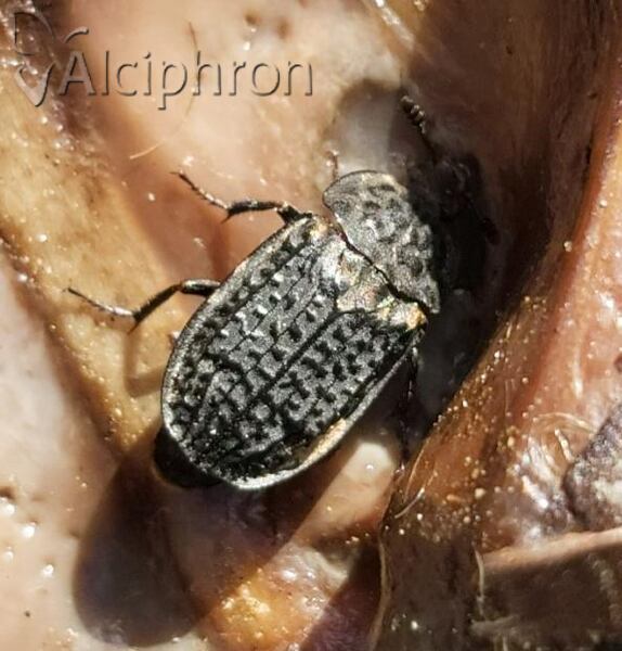 Thanatophilus rugosus