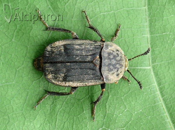 Thanatophilus sinuatus