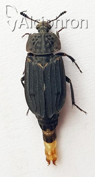 Thanatophilus sinuatus